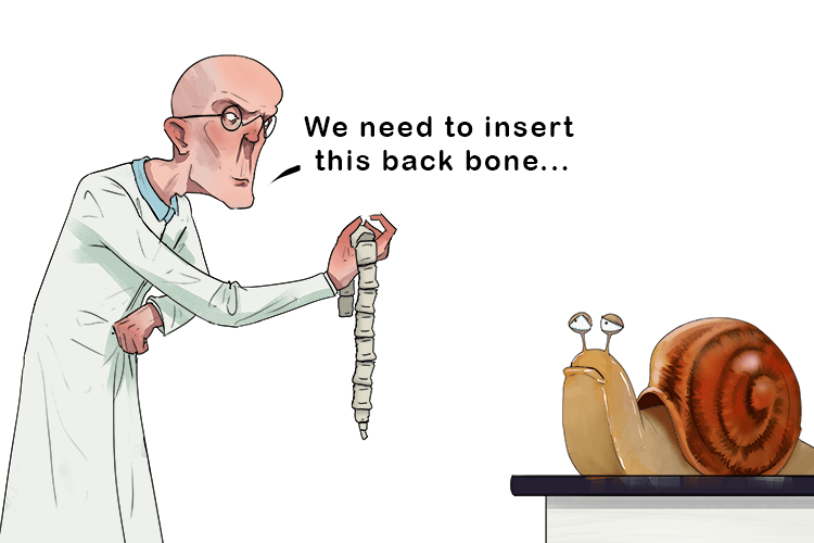 We would have to insert this backbone to be a vertebrate (invertebrate)instead we could not stand up